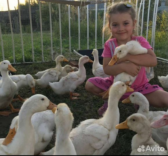 Мускусные утки селезни индоутки разного возраста