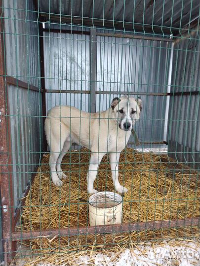 Собака алабай