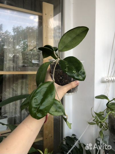 Хойя (домашние)