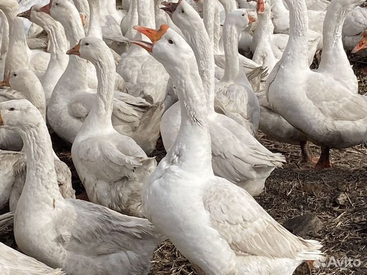 Яйца гусиные инкубационные