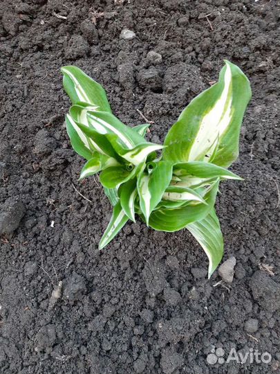 Хоста растение