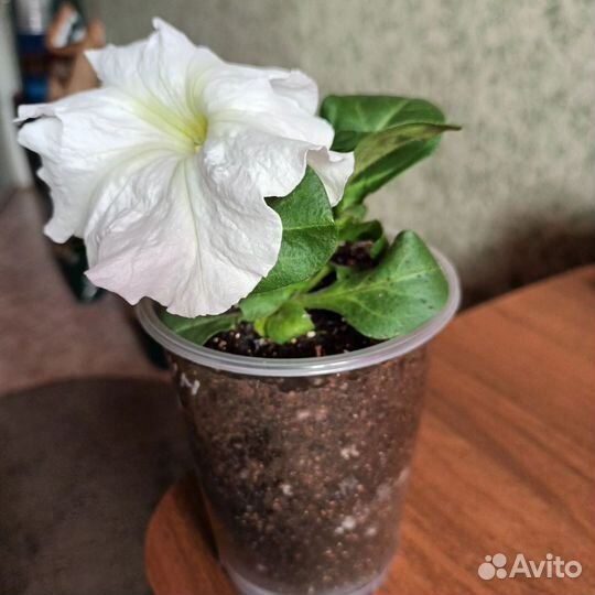 Петуния ампельная