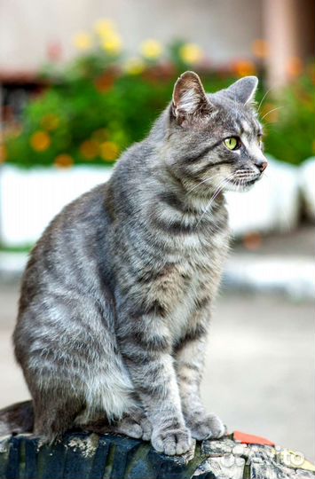 Невероятно ласковый серый котик в дар