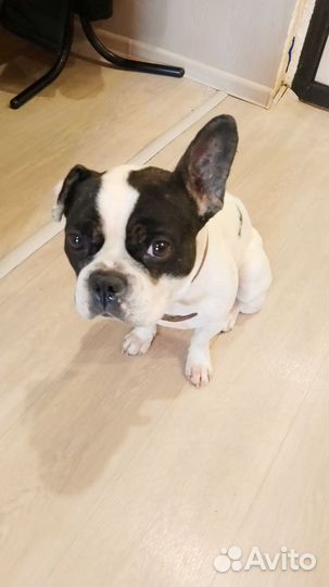 Французский бульдог