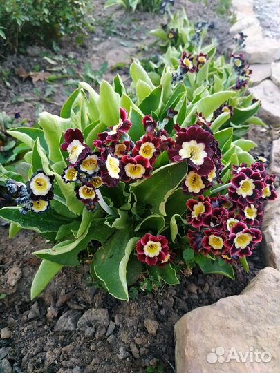 Примула ушковая