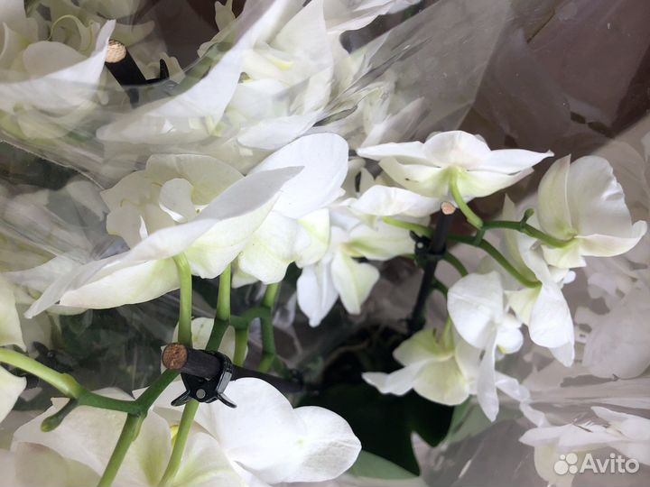 Орхидея дендробиум