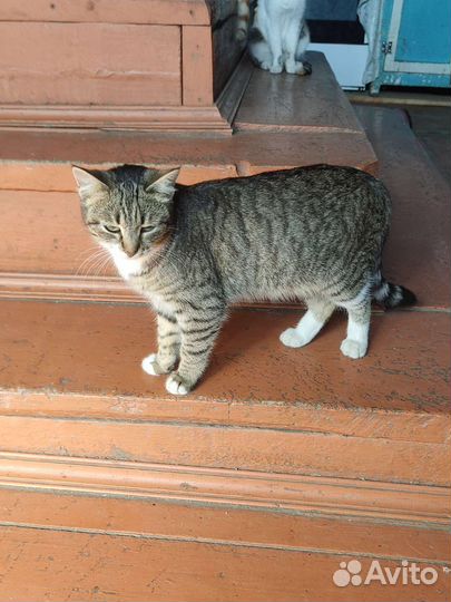 Кошки(1 кот(бело рыжий ) и 3 кошки