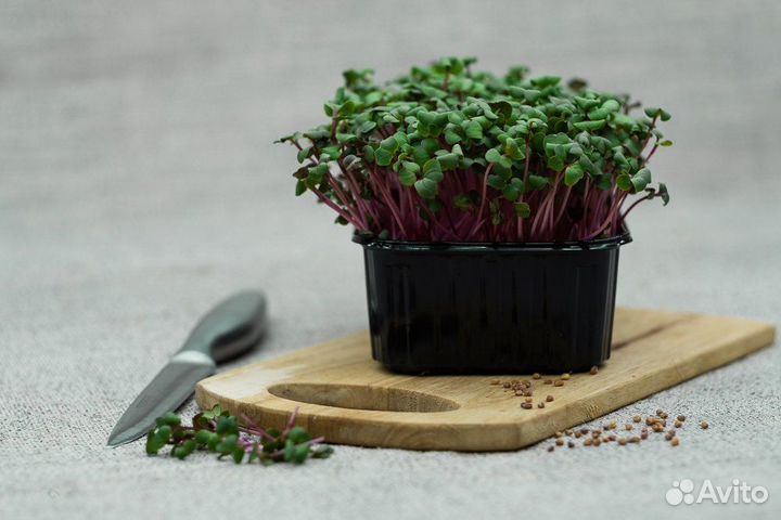 Семена для микрозелени