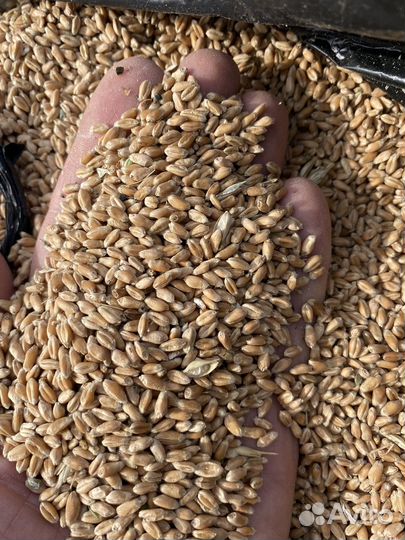 Зерно пшеница