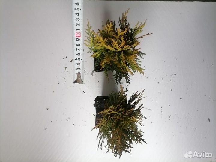 Туя смарагд,даника,сосна горная пумилио,ель