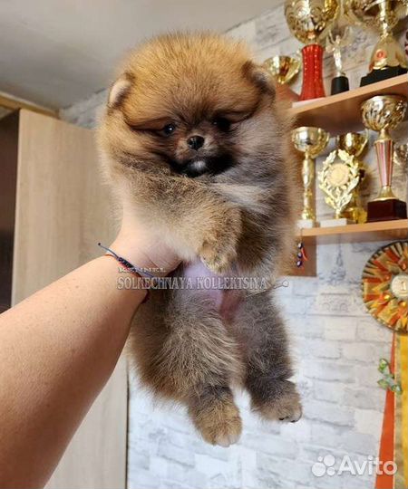 Щенки шпица pomeranian медвежата