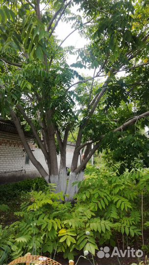 Саженцы Маньжурского ореха