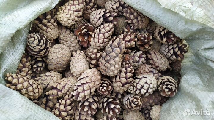 Кора лиственницы, сосны, грунты, террасная доска