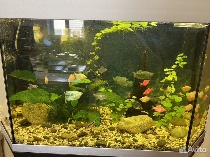 Аквариум с тумбой