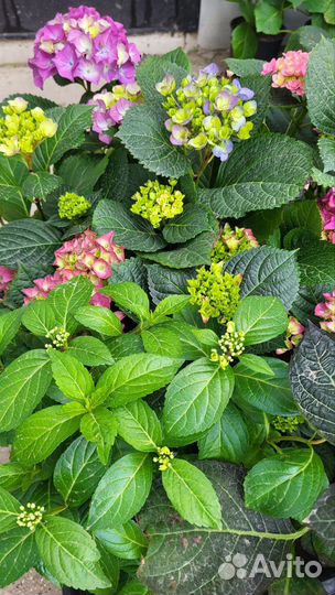 Гортензия крупнолистная, метельчатая, ампельная