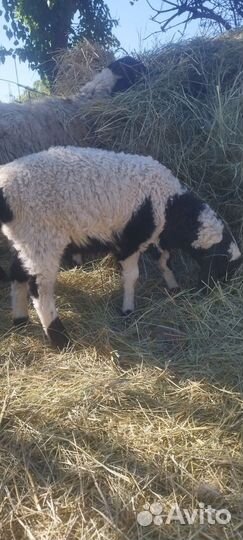 Ягненок (дорпер гиссар)мальчик