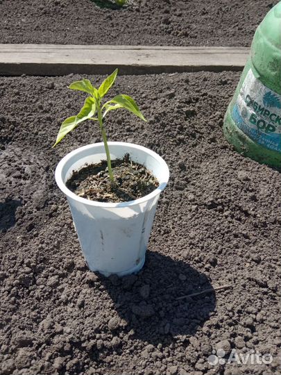 Перец болгарский рассада