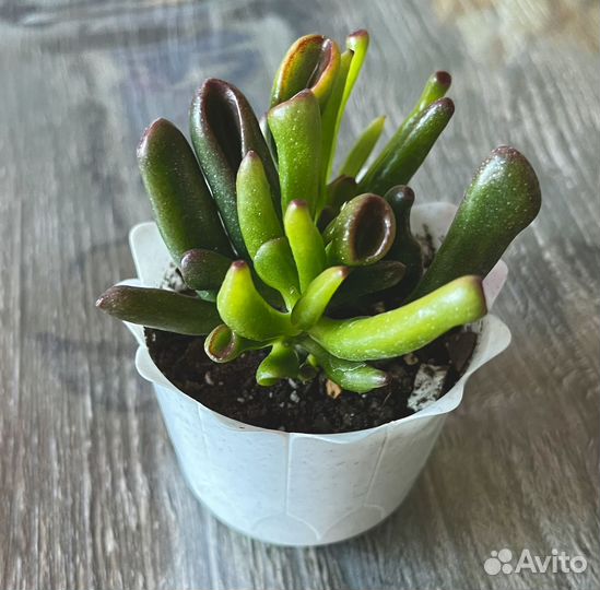 Суккуленты