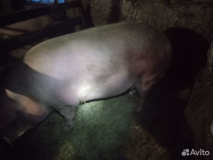 Свиноматки