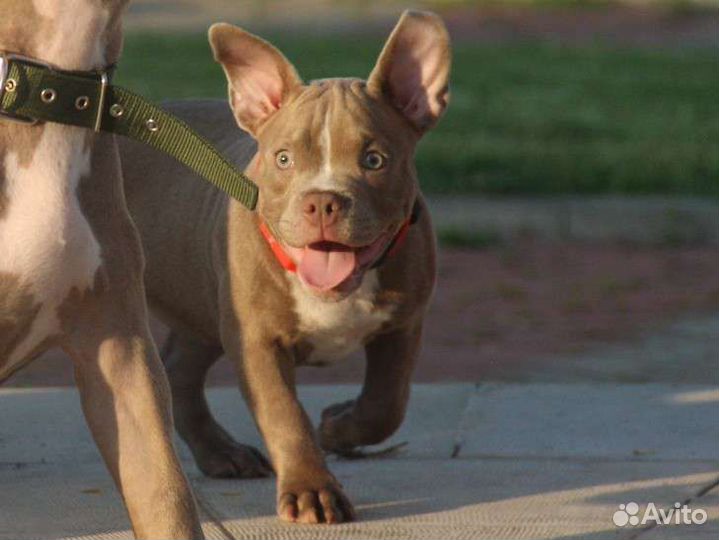 Американский булли микро