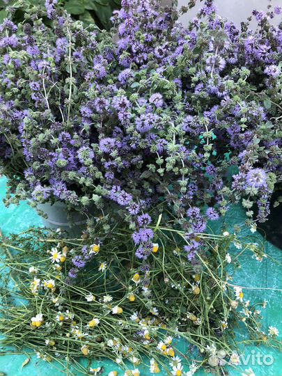 Лечебные травы Кубани