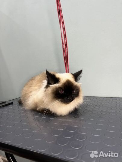 Кошка в добрые руки