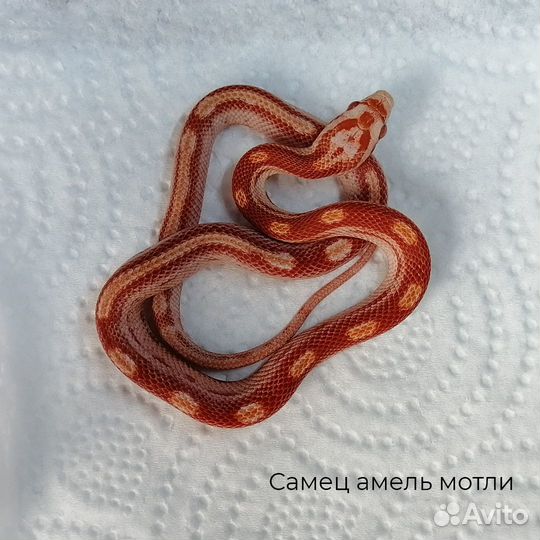 Маисовые полоза