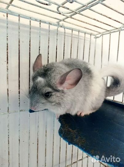Шиншилла