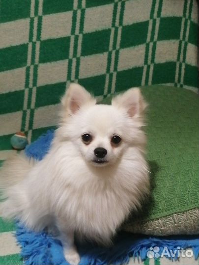 Случка чихуахуа