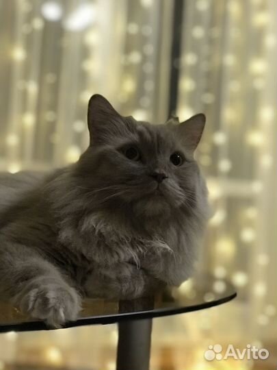 Отдам кота в добрые руки