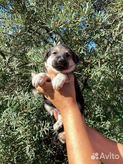 Собака в добрые руки щенок