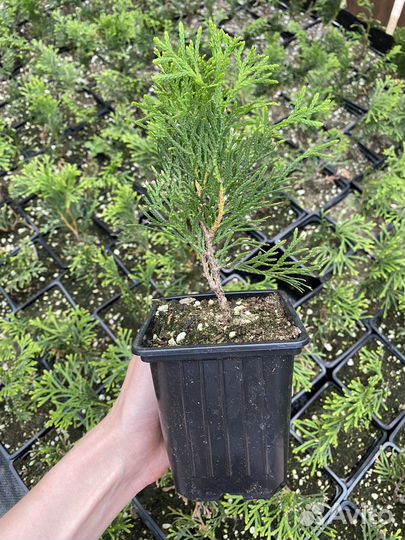 Туя смарагд