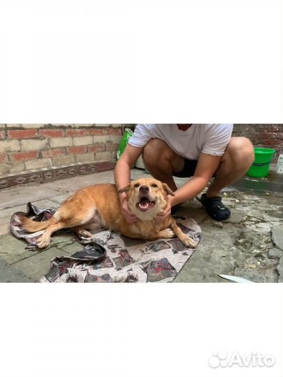 Собака Удача в добрые руки