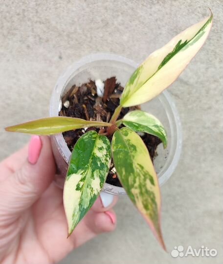 Philodendron caramel marble