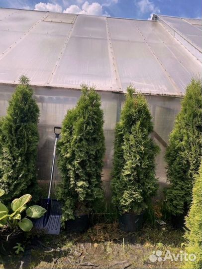 Туя зеленая