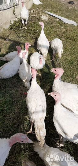 Продам индюков 4 месяца