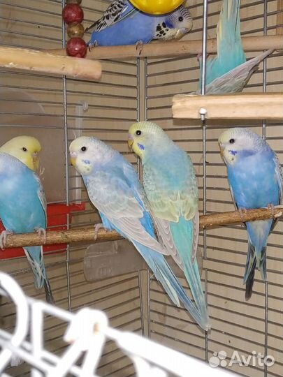 Волнистые попугаи радужные, спенглы, опалины