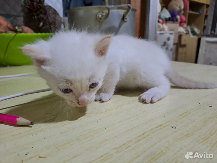 Кошка в дар бесплатно