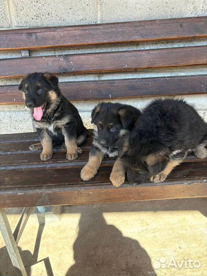 Щенки немецкой овчарки