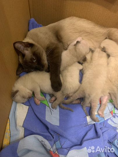 Тайские котята