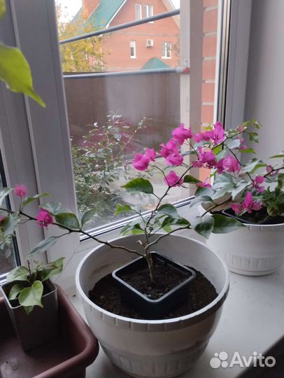 Бугенвиллия