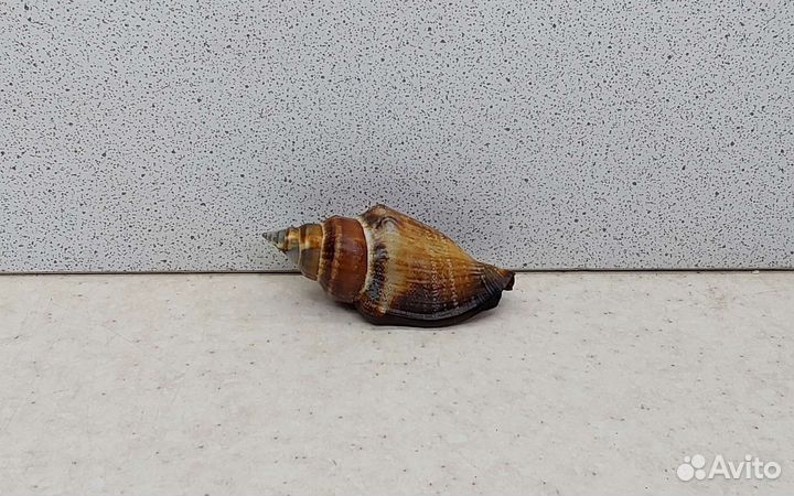 Стромбус Урсус 5,2 морская ракушка раковина