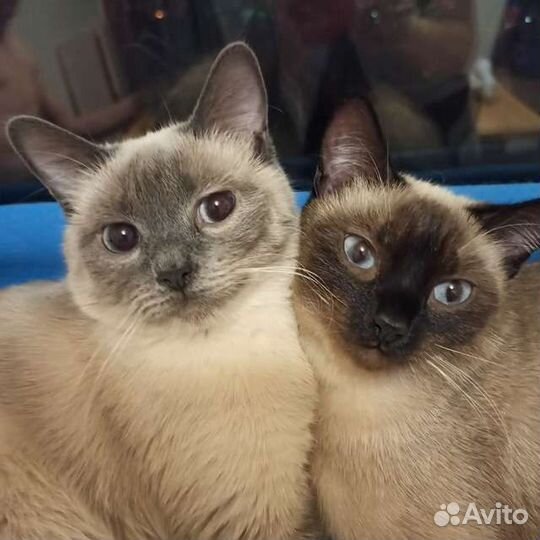 Тайские котята