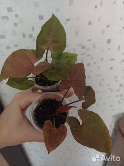 Сингониум шоколад