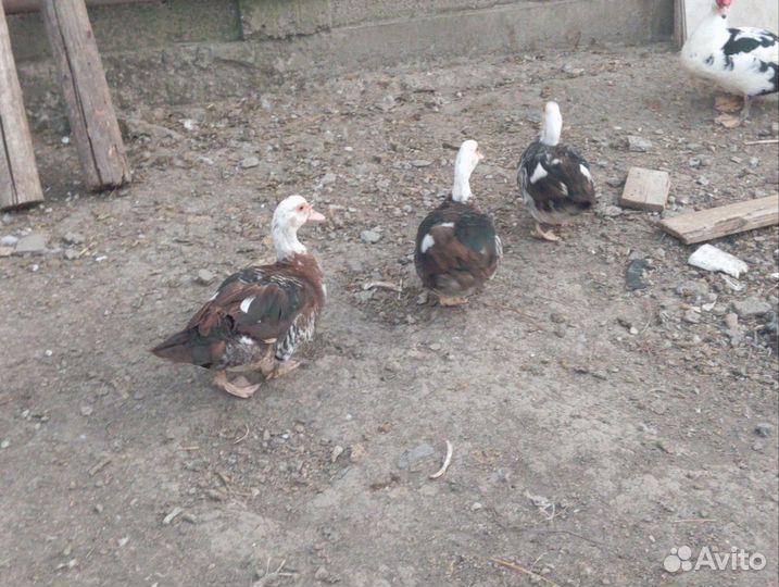 Мускусные утки