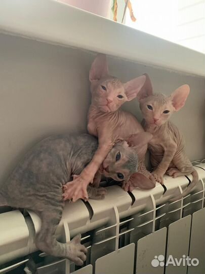 Донской сфинкс