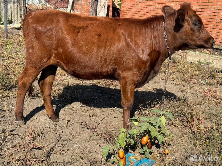 Телка,10месяцев