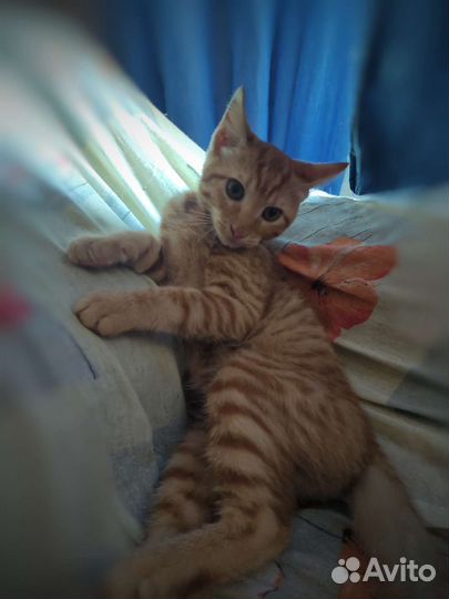 Рыжий котенок в добрые руки