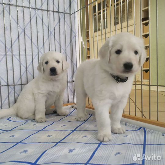 Овчарка Словацкий чувач, не ретривер, не маремма