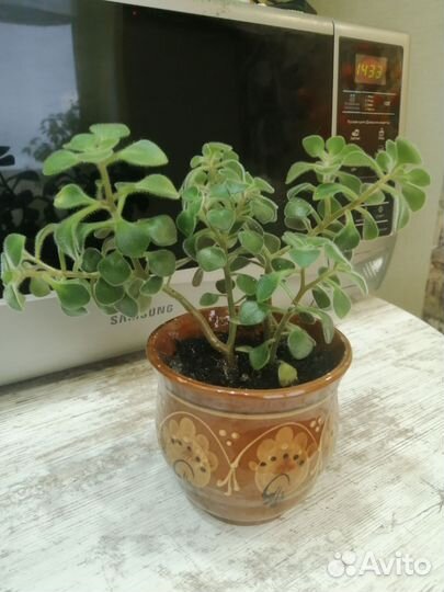 Аихризон дерево любви